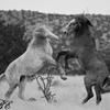 The Brawl