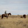 Watching the Herd