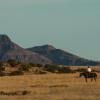 Solitary Rider