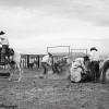 Action in the Pen