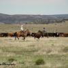 Chasing the Calf