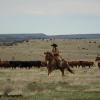Holding the Herd