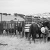 Hoof Work