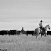 Moving the Herd