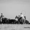Pushing the Herd