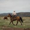 Circling the Herd