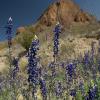 Sky High Bluebonnets