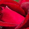 Red Rose 
Olympia, WA