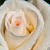 White Rose
Olympia, WA