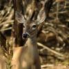 Leakey Whitetail
Leakey, Texas