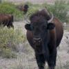 Face Off
Marathon, Texas