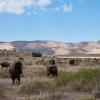 Bison Herd
Marathon, Texas