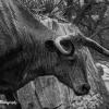 Bronze Longhorn
Dallas, Texas
