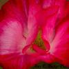 Fuchsia Bloom
Alpine, Texas 