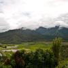 Rice Fields