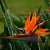 Bird of Paradise