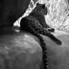Leopard
Naples, FL