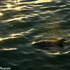 Dolphin Gold
Naples, FL